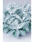 Цинерарія приморська|Cineraria maritima|Цинерария приморская